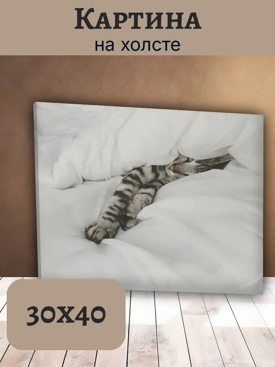 Картина Постер Кот Кошка Cat 30x40 полосатый Табби Уютный