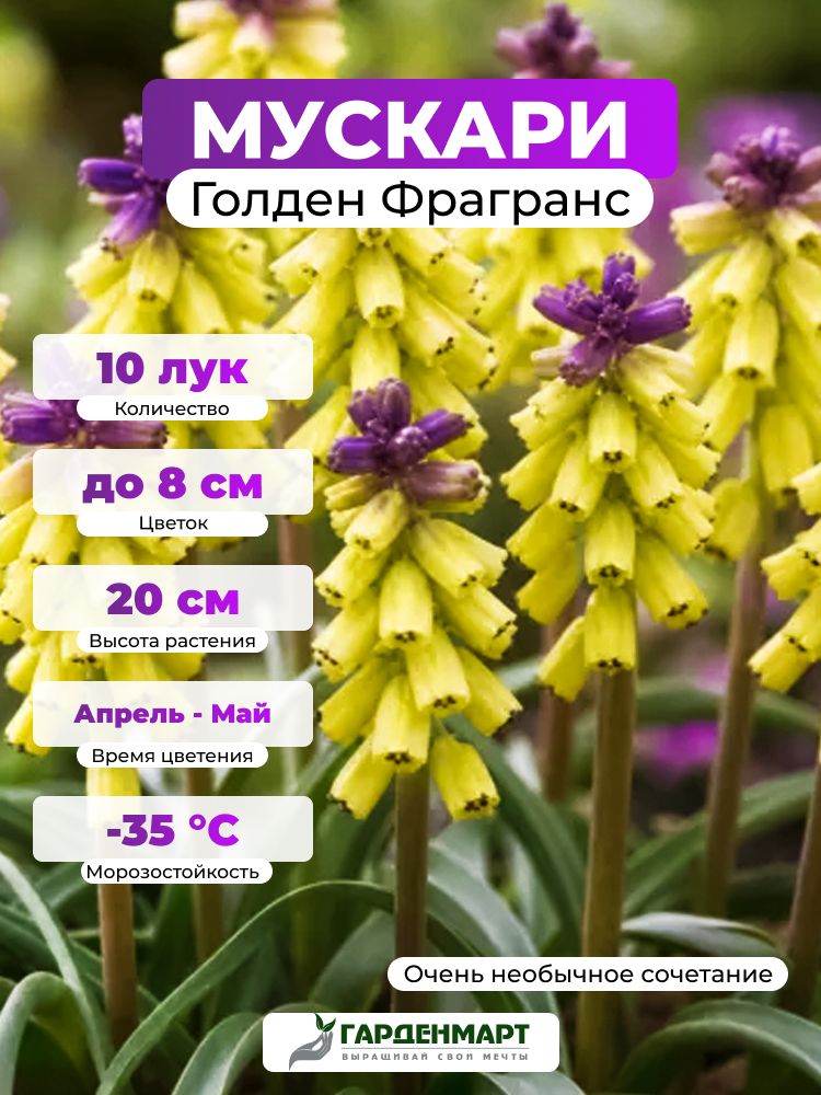 Мускари Голден Фрагранс, 10 лук