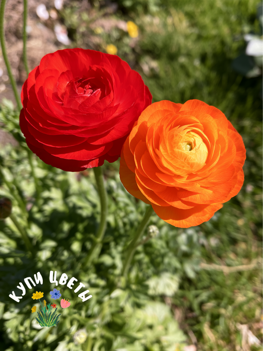 Луковицы цветов, TWIN Ранункулюсы RED 5шт - ORANGE 5шт (10 луковиц)