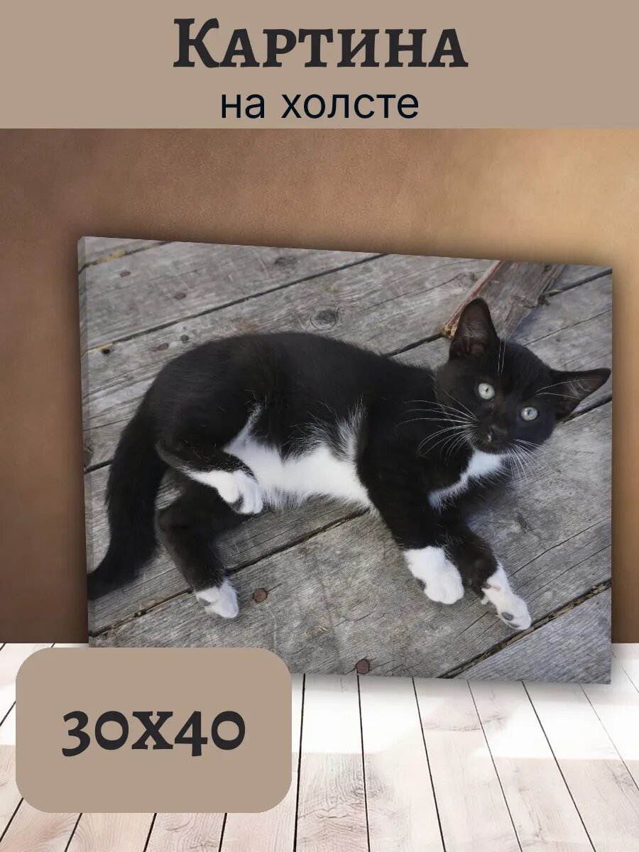 Картина Кот Кошка Cat 30x40 черно-белый портрет
