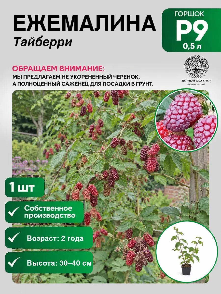 Ежемалина Тайберри, саженец для сада и дачи, декоративное растение для посадки