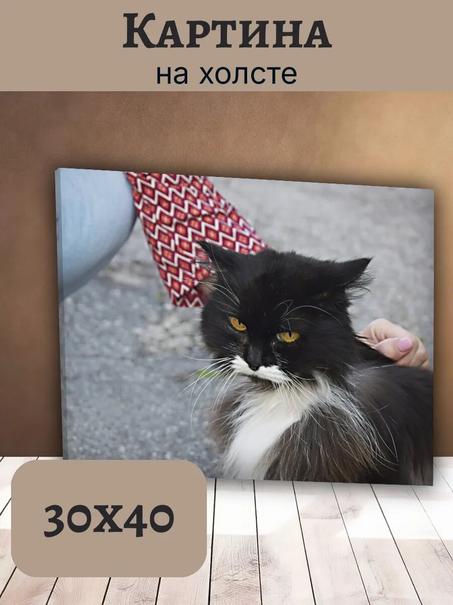 Картина Кот Кошка Cat 30x40 черно-белый пушистый питомец