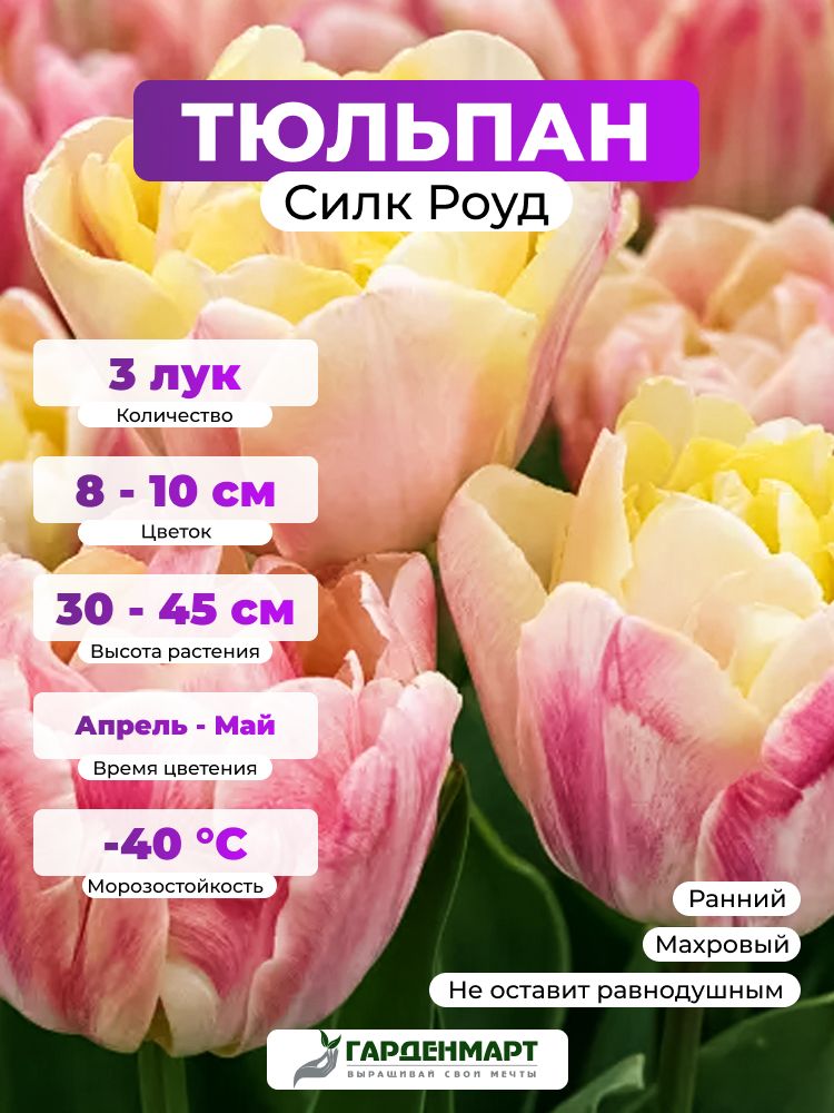 Тюльпан махровый ранний Силк Роуд, 3 лук