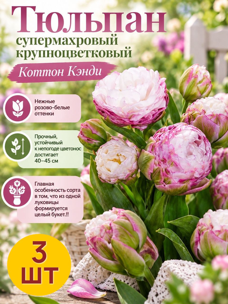 Луковицы/ Тюльпан махровый поздний коттон кэнди/ 3шт