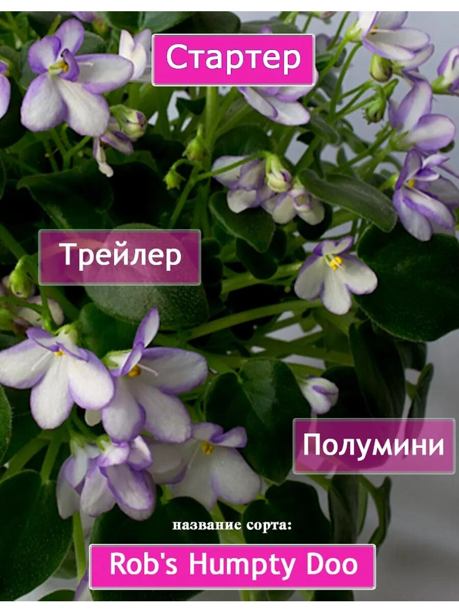 Фиалка стартер сорт Rob's Humpty Doo