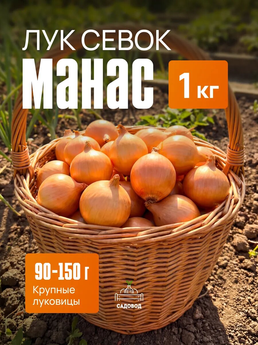 Лук севок Манас 1 кг на посадку осенью