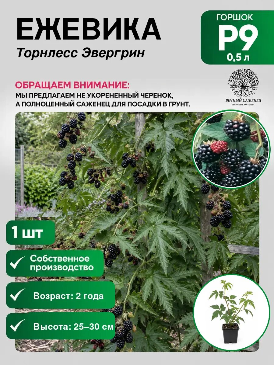 Ежевика Торнлесс Эвергрин, саженец для сада и дачи, декоративное растение для посадки