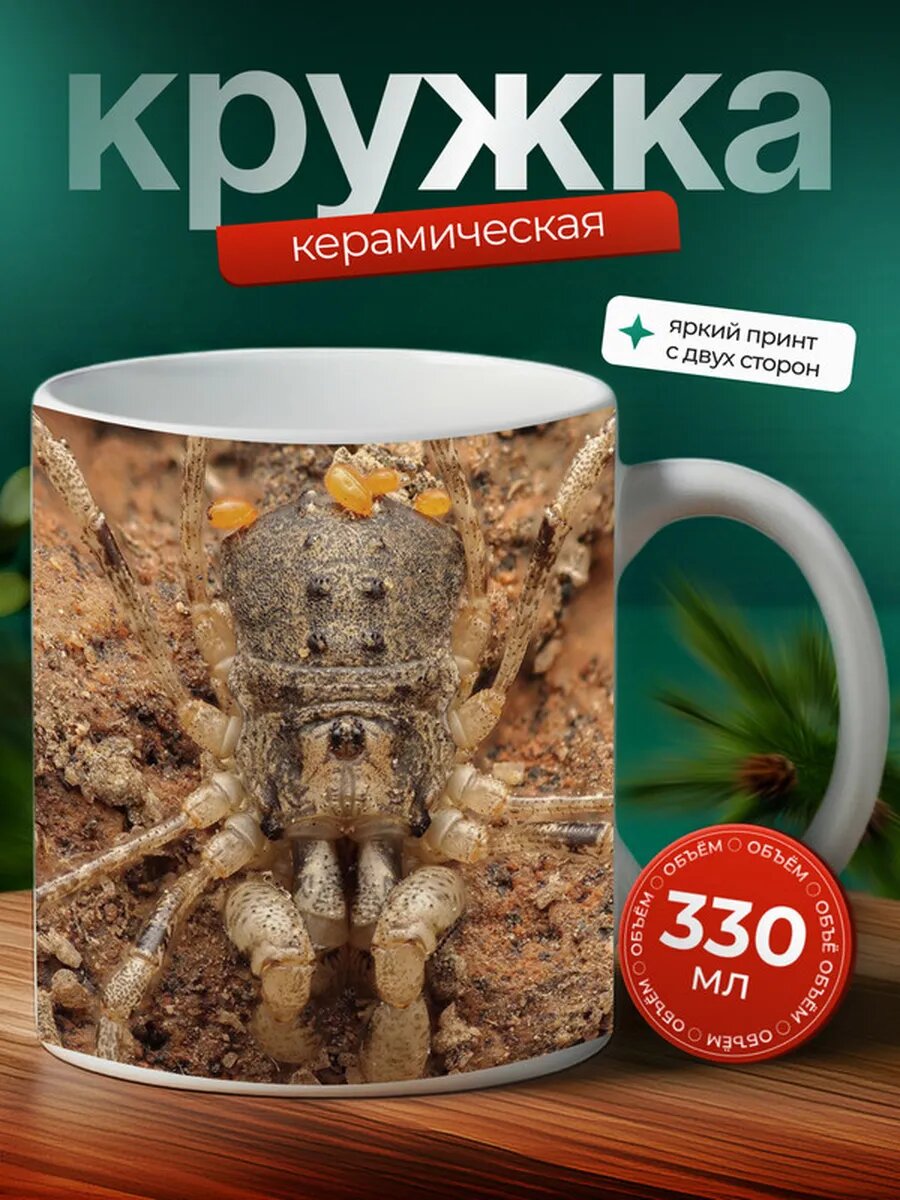Кружка Локсосцелес паук паукообразное 2,