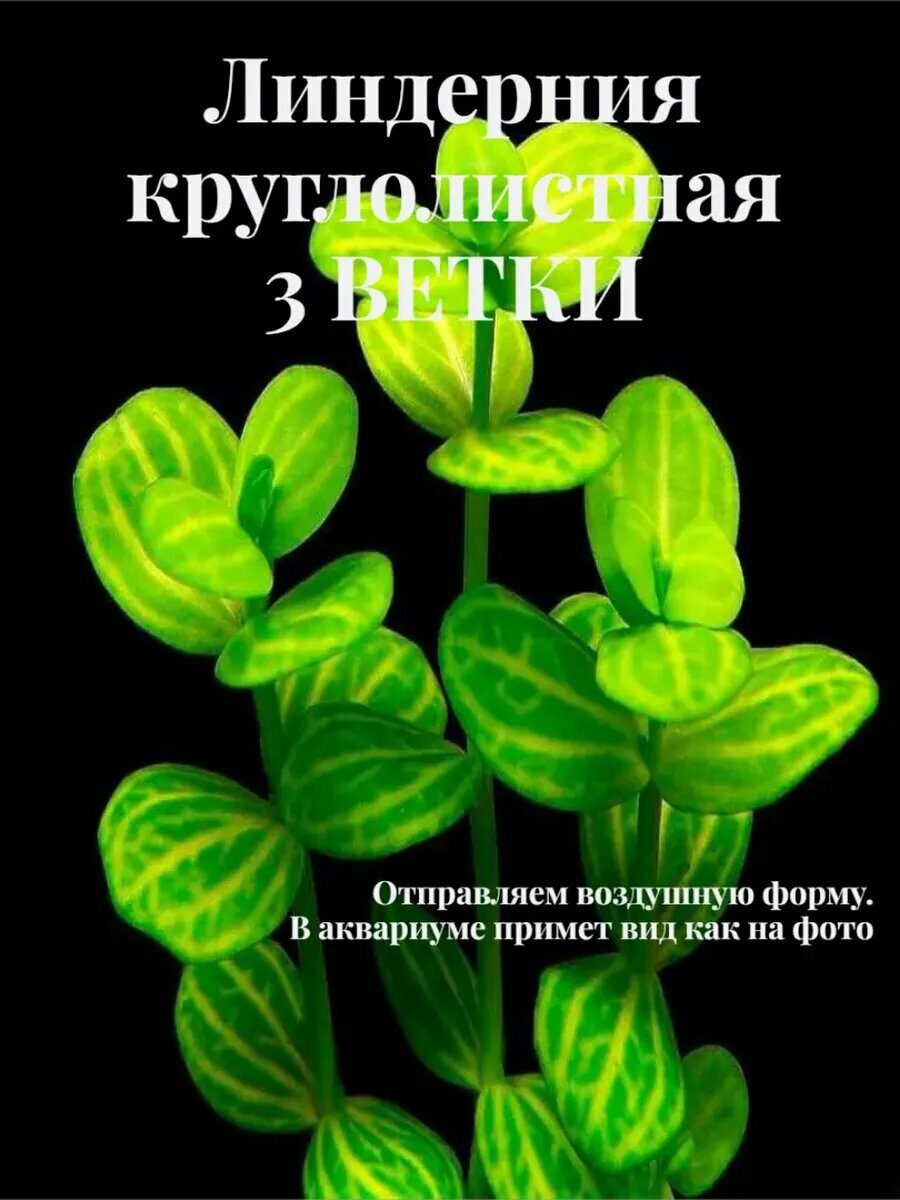Линдерния Круглолистная (3 ветки). Живое аквариумное растение