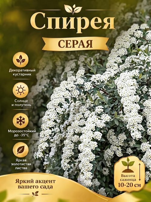 Спирея Серая
