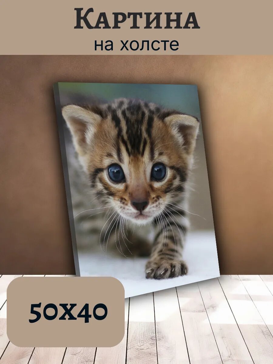 Картина Постер Кот Кошка Cat 40x50 полосатый бенгальский