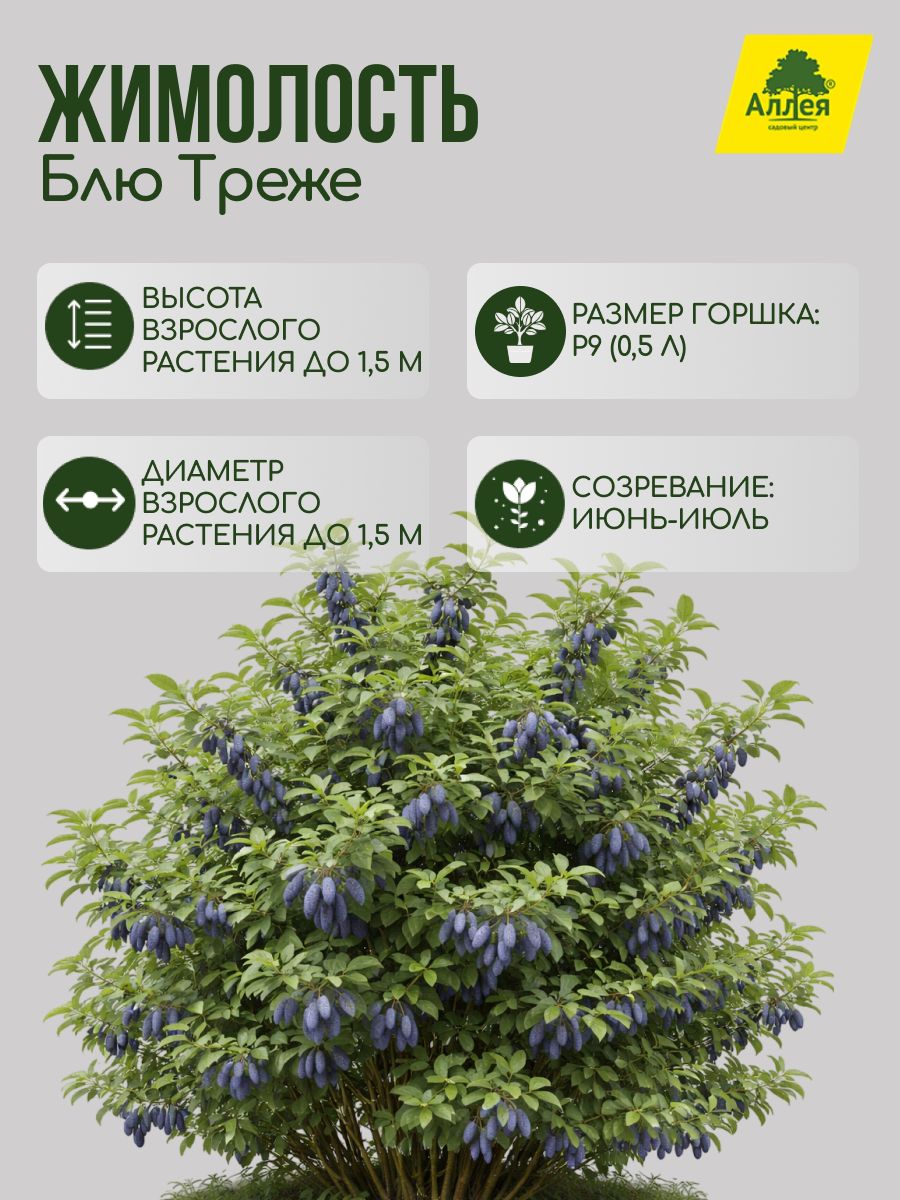 Жимолость Blue Treasure P9