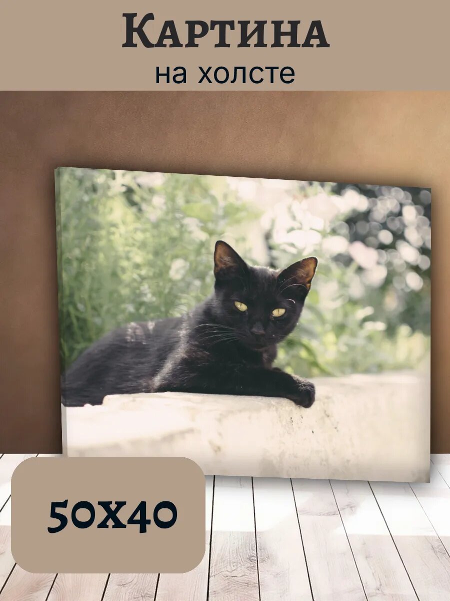 Картина Постер Кот Кошка Cat 40x50 черный Желтоглазый