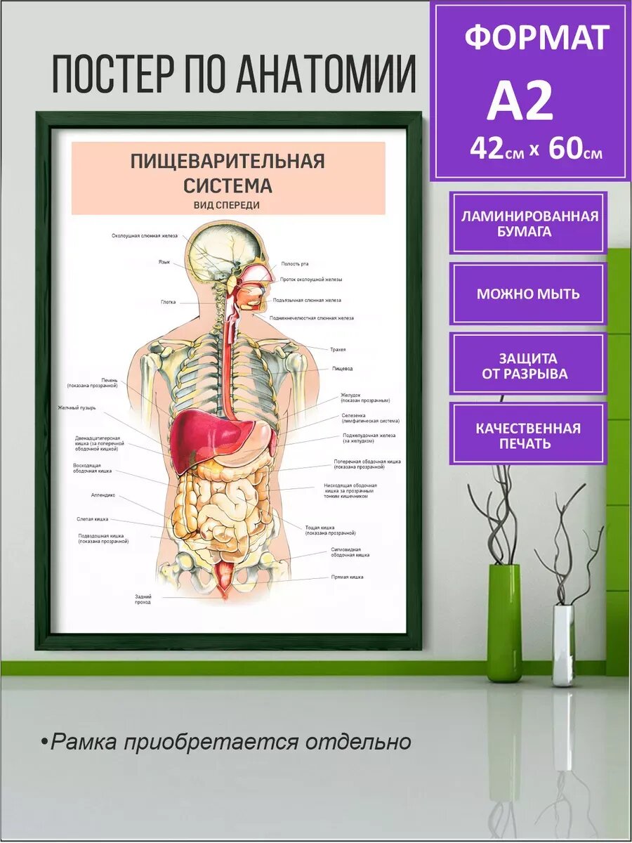 Постеры А2 по анатомии, пищеварительная система