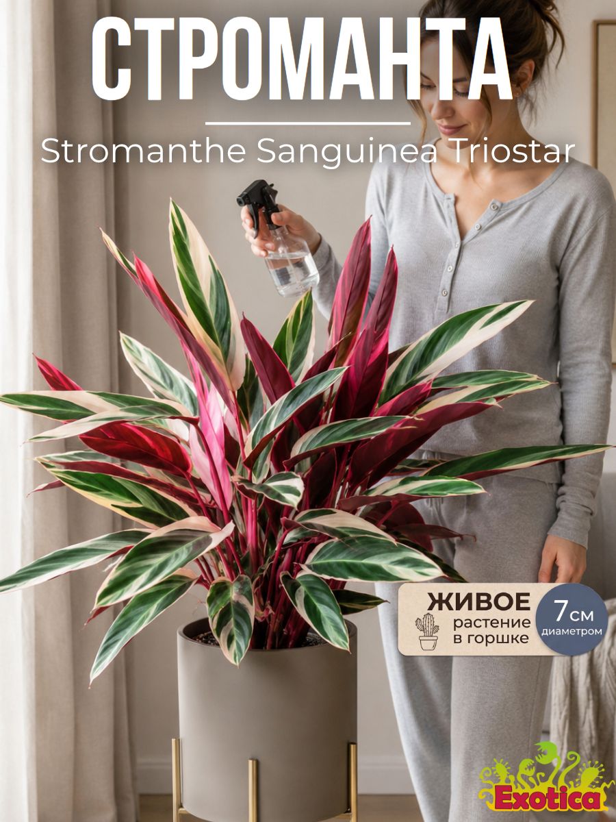 Строманта (Калатея) Триостар (Stromanthe Sanguinea Triostar) D7см, растение в горшке