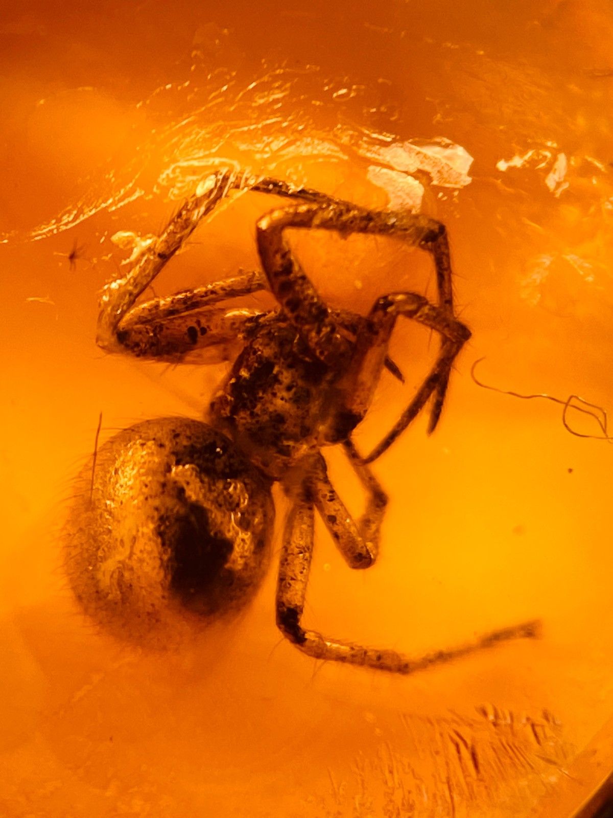 Кольцо с янтарём, окаменевший большой паук из мелового периода Мьянмы