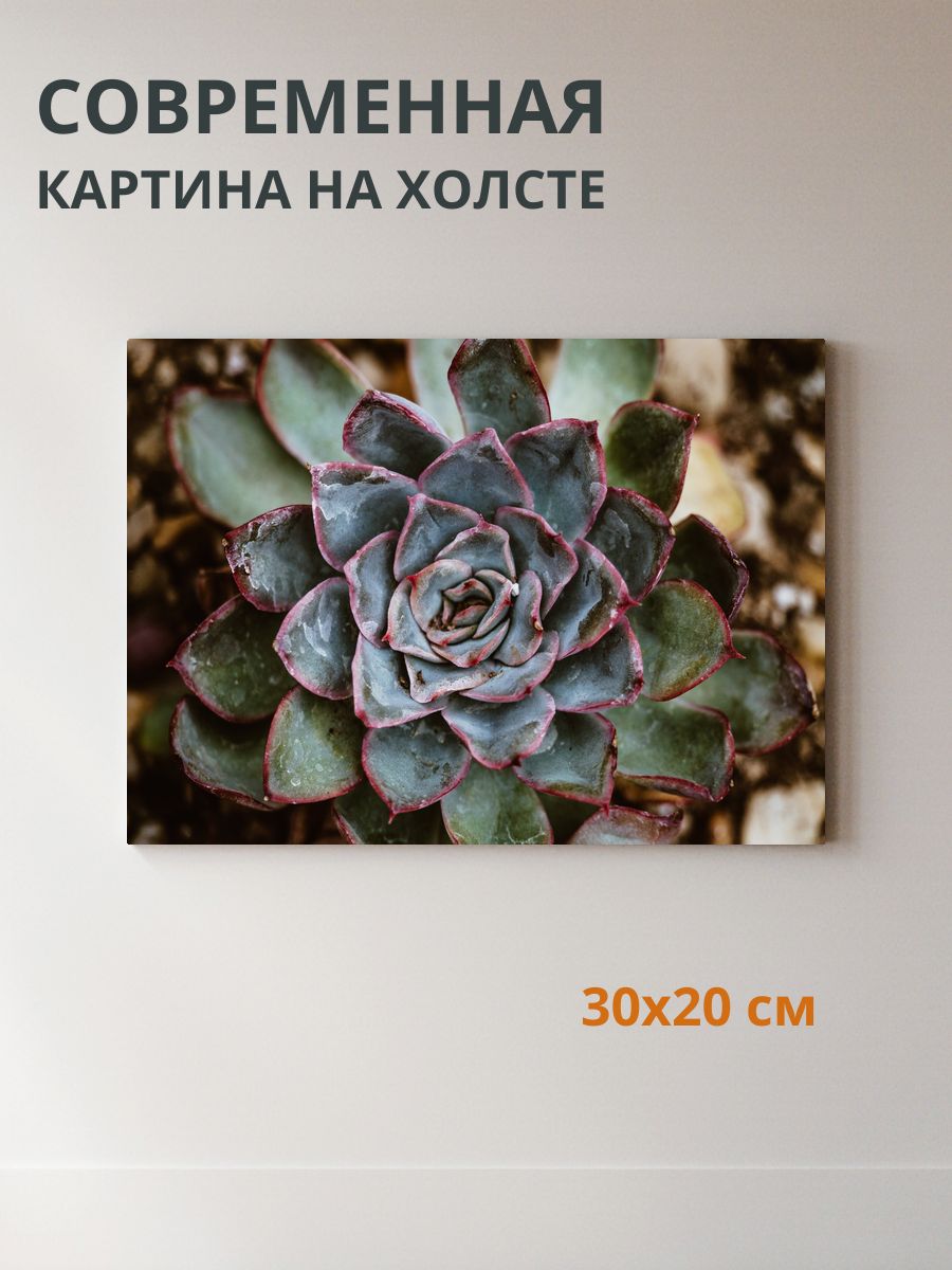 Картина на холсте Растение 30x20 см