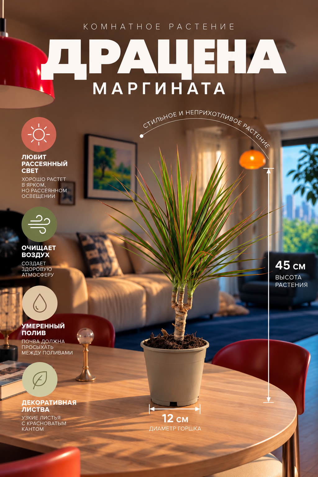 Драцена Маргината, 1 ствол / «драконово дерево», диаметр горшка 12 см, высота 40-50 см