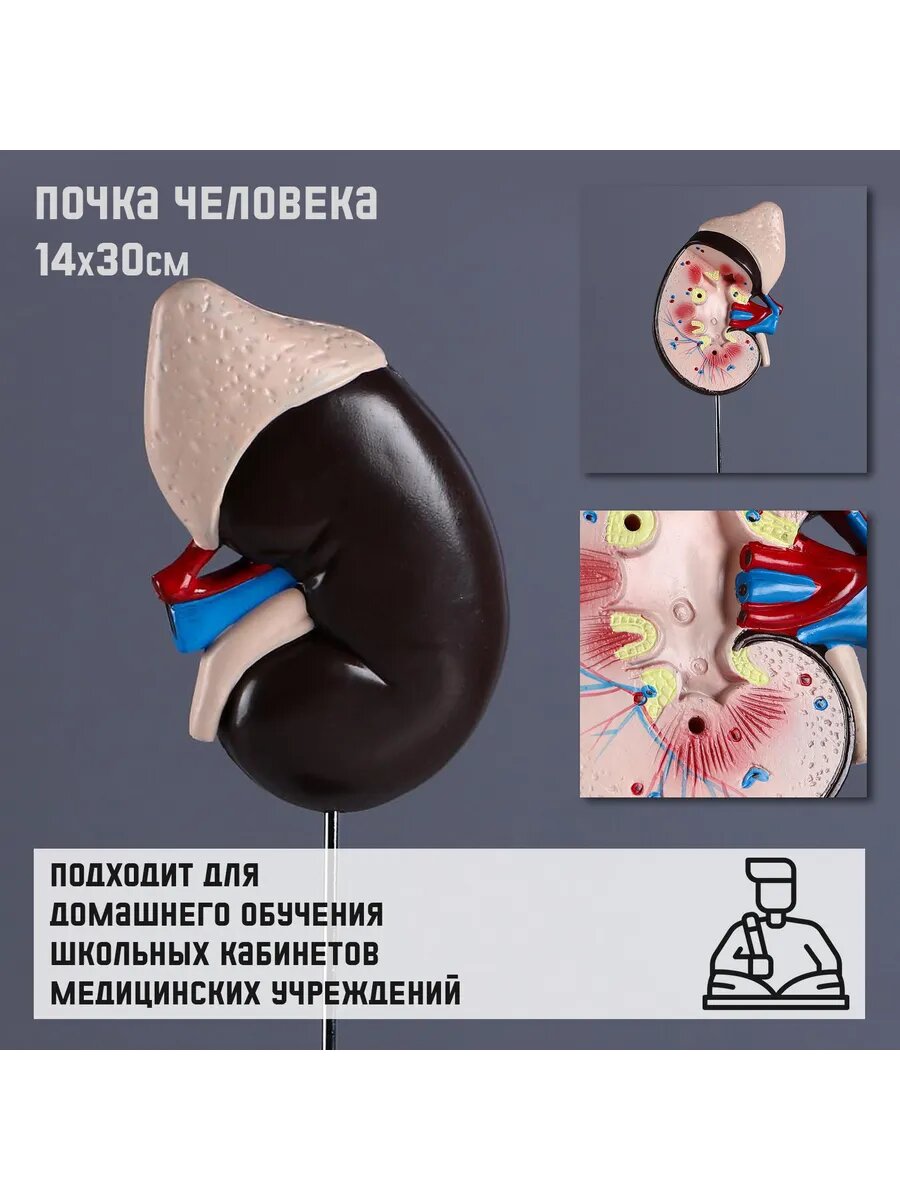 Анатомическая модель