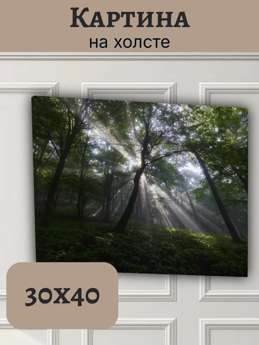 Картина Чехия Czech Европа 30x40 мистический лесной массив