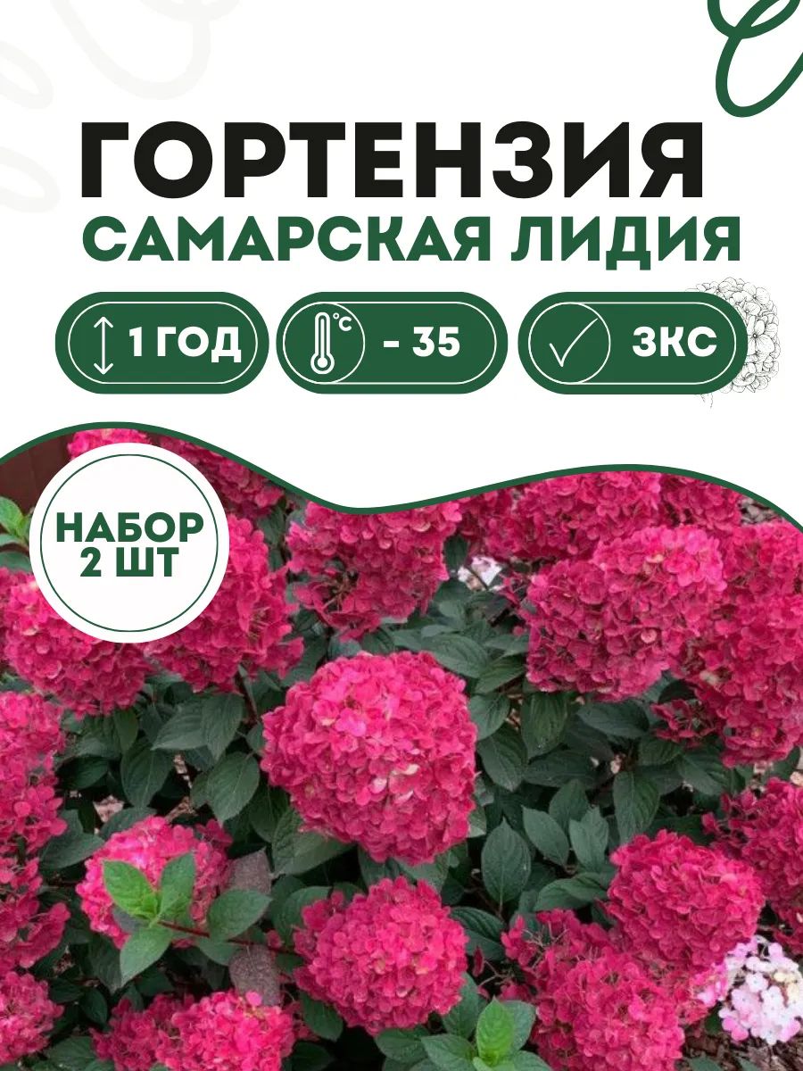 Гортензия P9 метельчатая Самарская Лидия 2 шт. Саженец с ЗКС в горшке!