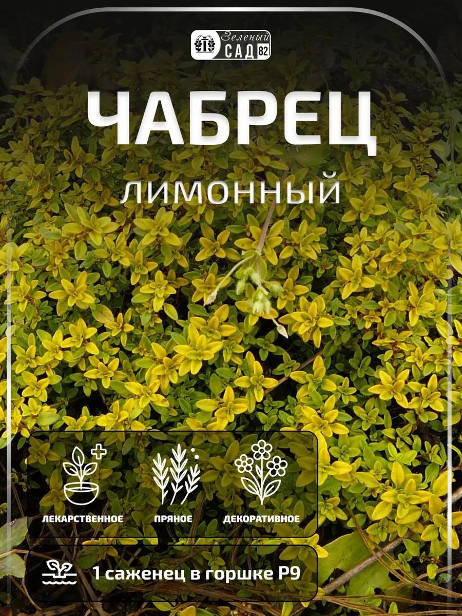 Чабрец тимьян лимонный