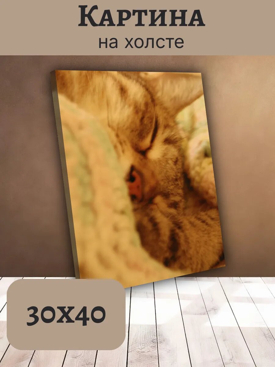 Картина Постер Кот Кошка Cat 30x40 спящий Полосатый Уютный