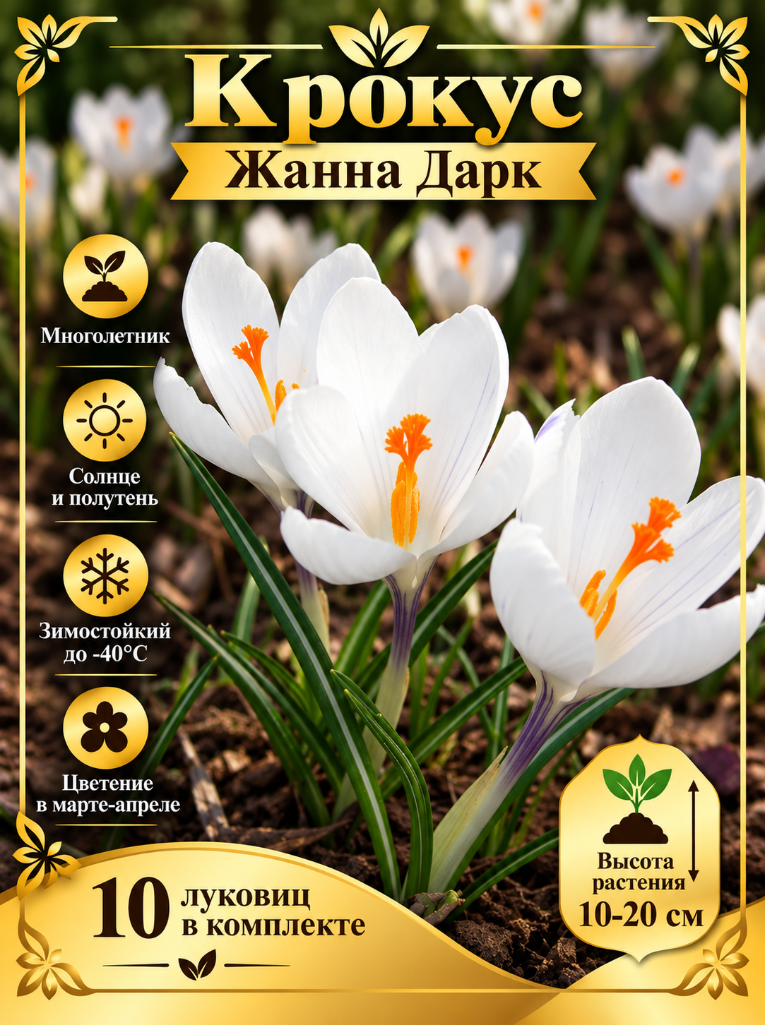 Крокус Жанна Дарк (10 луковиц в комплекте)