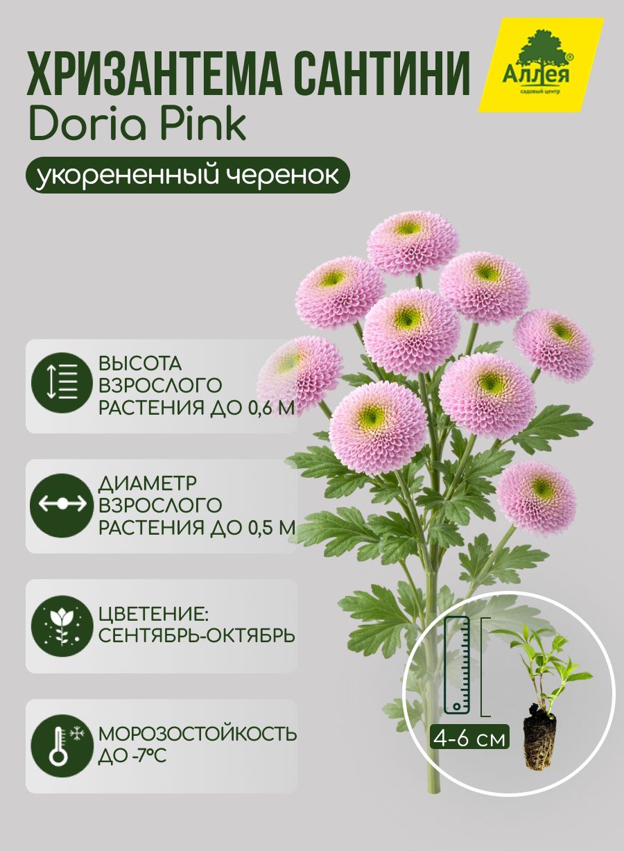 Хризантема сантини Doria Pink укорененный черенок, 1 шт.