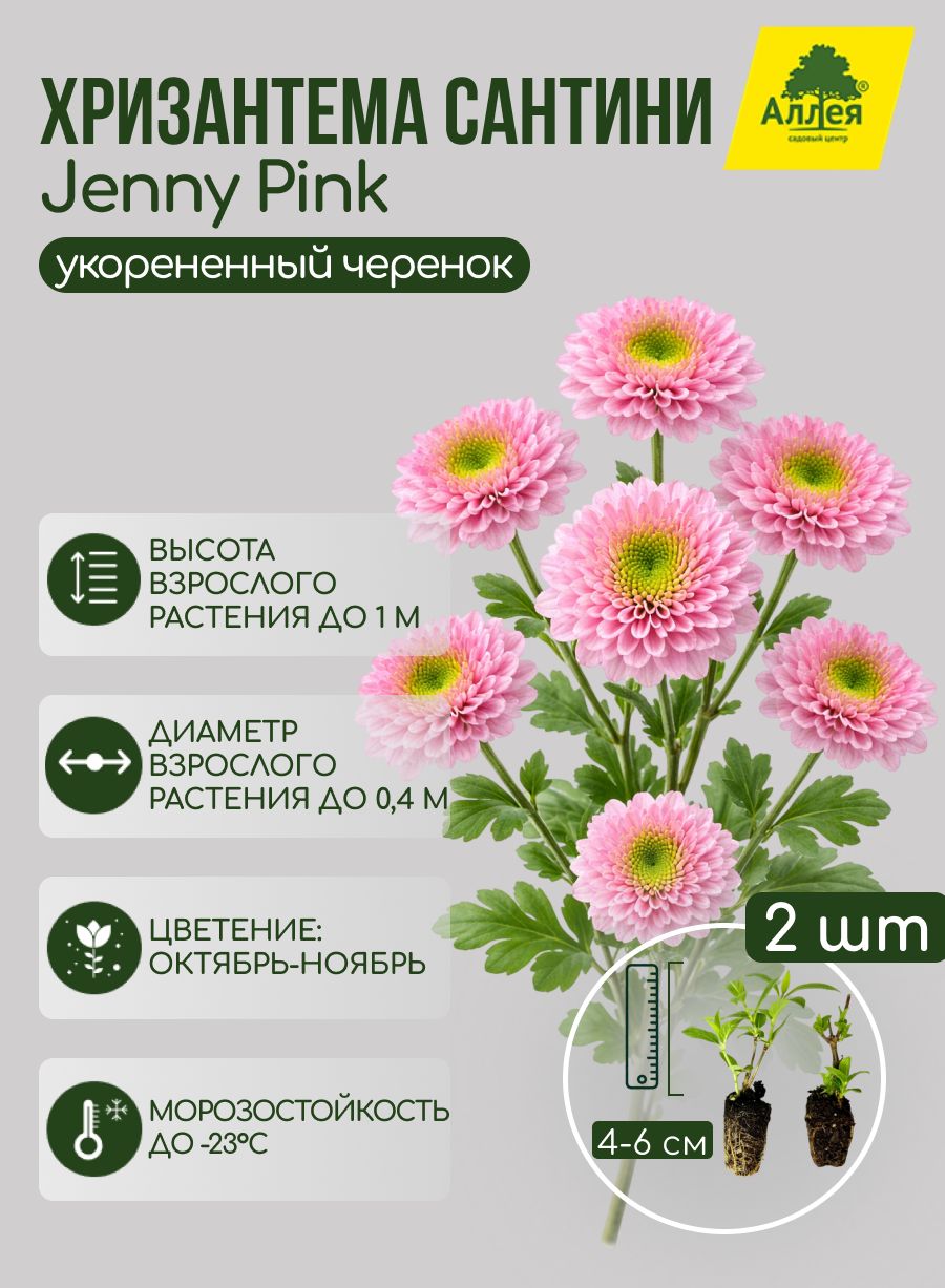 Хризантема сантини Jenny Pink укорененный черенок, 2 шт.