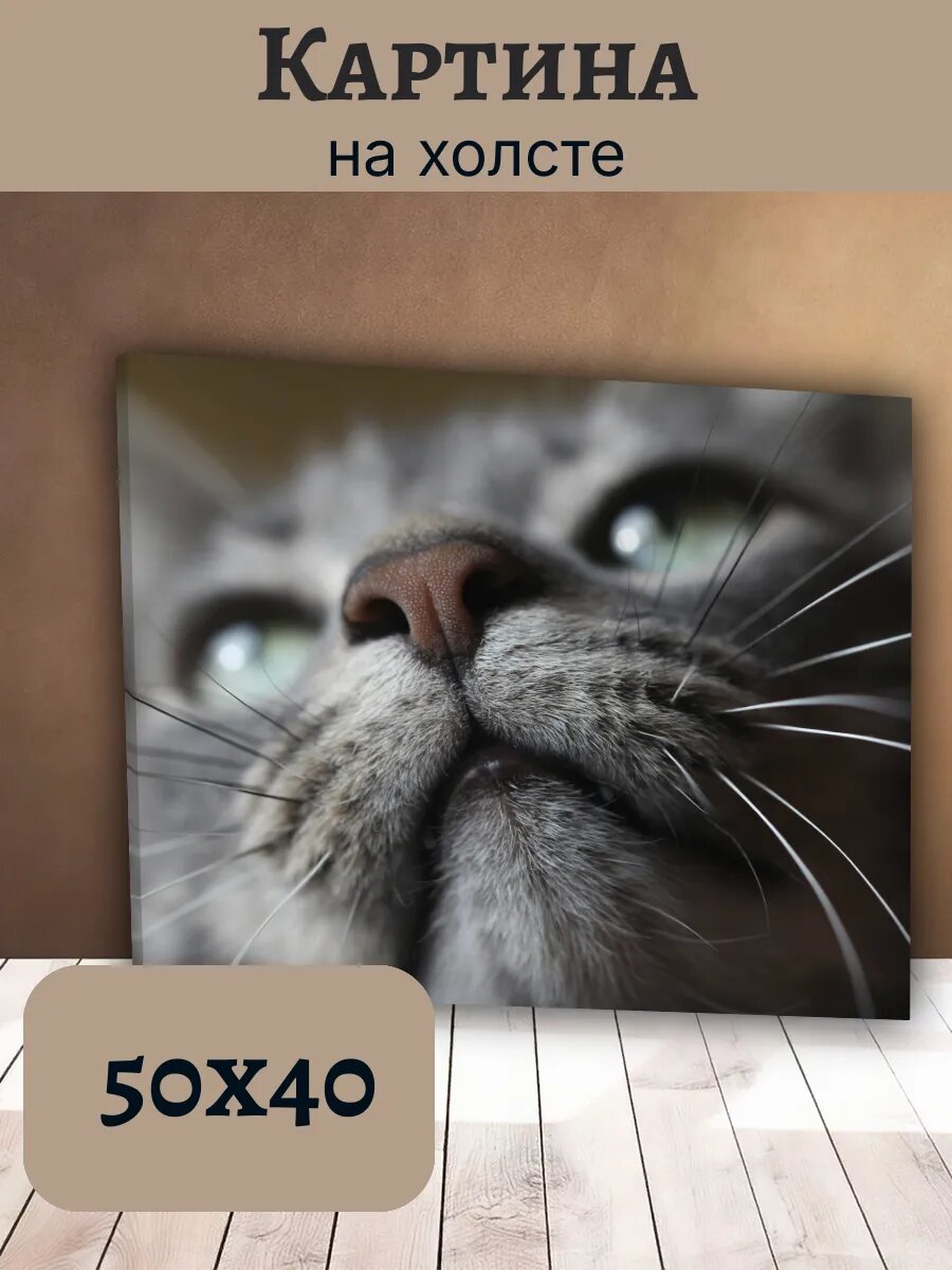 Картина Кот Кошка Cat 40x50 серый полосатый кот макросъемка