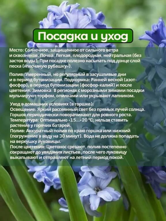 Луковицы Гиацинта Аква 1 шт — фото 1