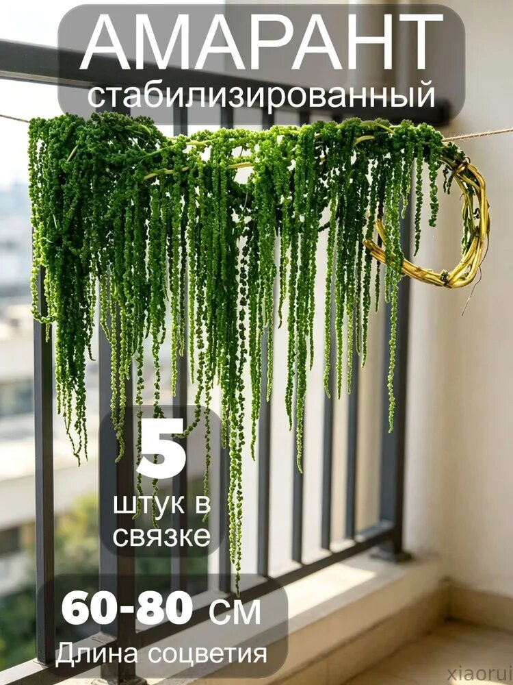 Стабилизированные цветы Амарант 80 см темно-зеленый