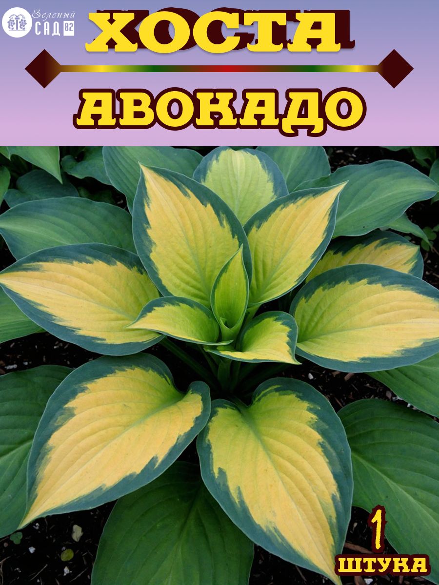 Хоста Авокадо 1 штука