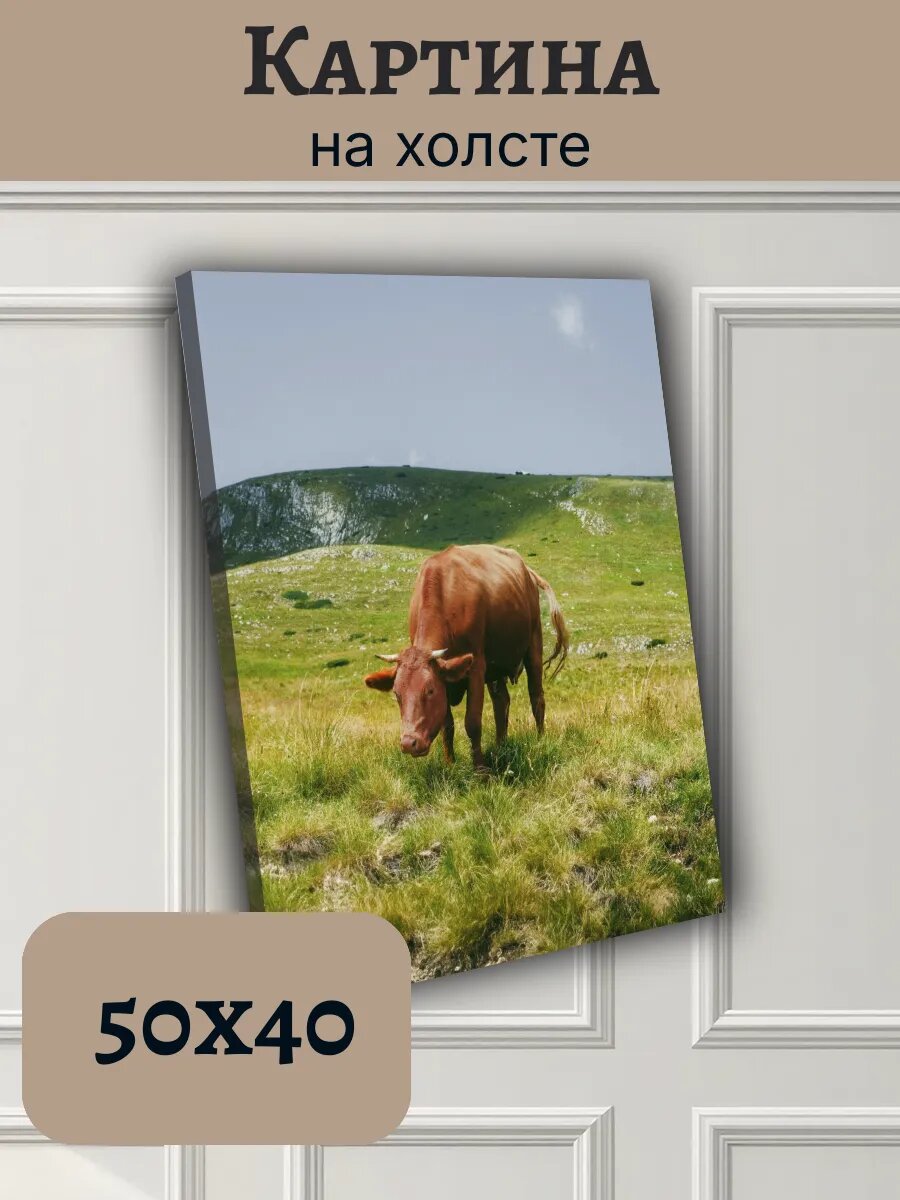 Картина Черногория Montenegro 40x50 с коровой на лугу