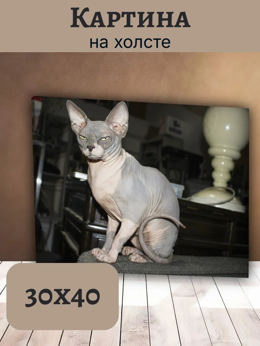 Картина Кот Кошка Cat 30x40 сфинкс интерьерная