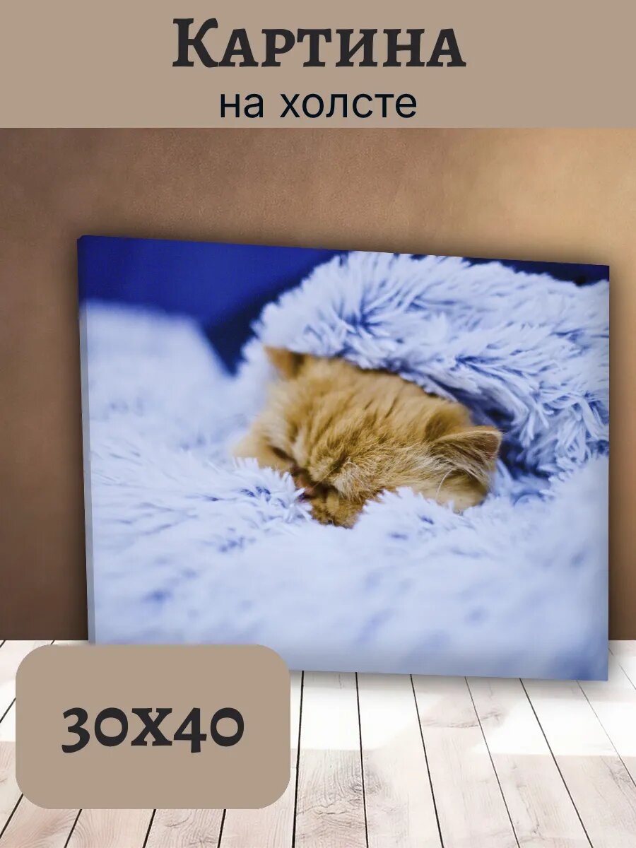 Картина Кот Кошка Cat 30x40 спящий рыжий котенок в голубом