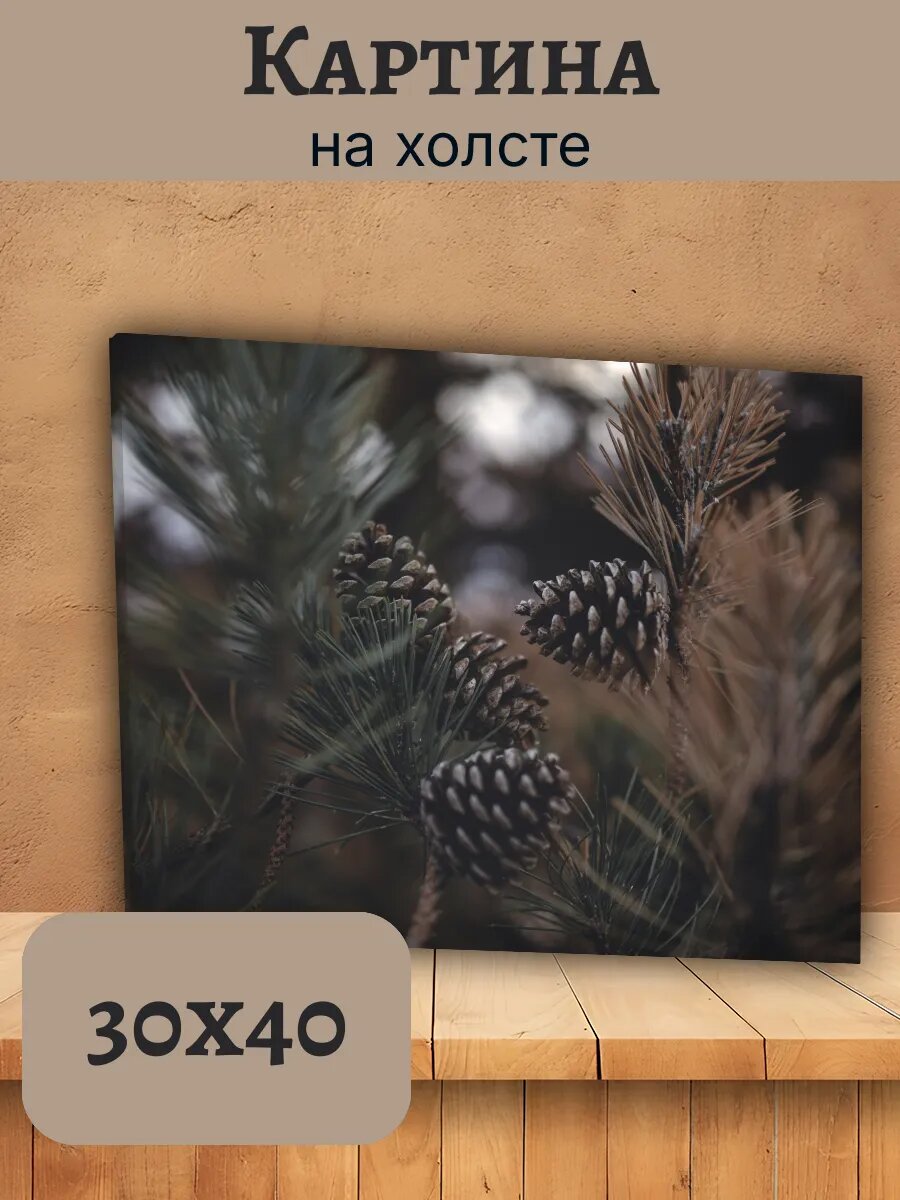 Картина Италия Italy 30x40 сосновые шишки хвоя природа