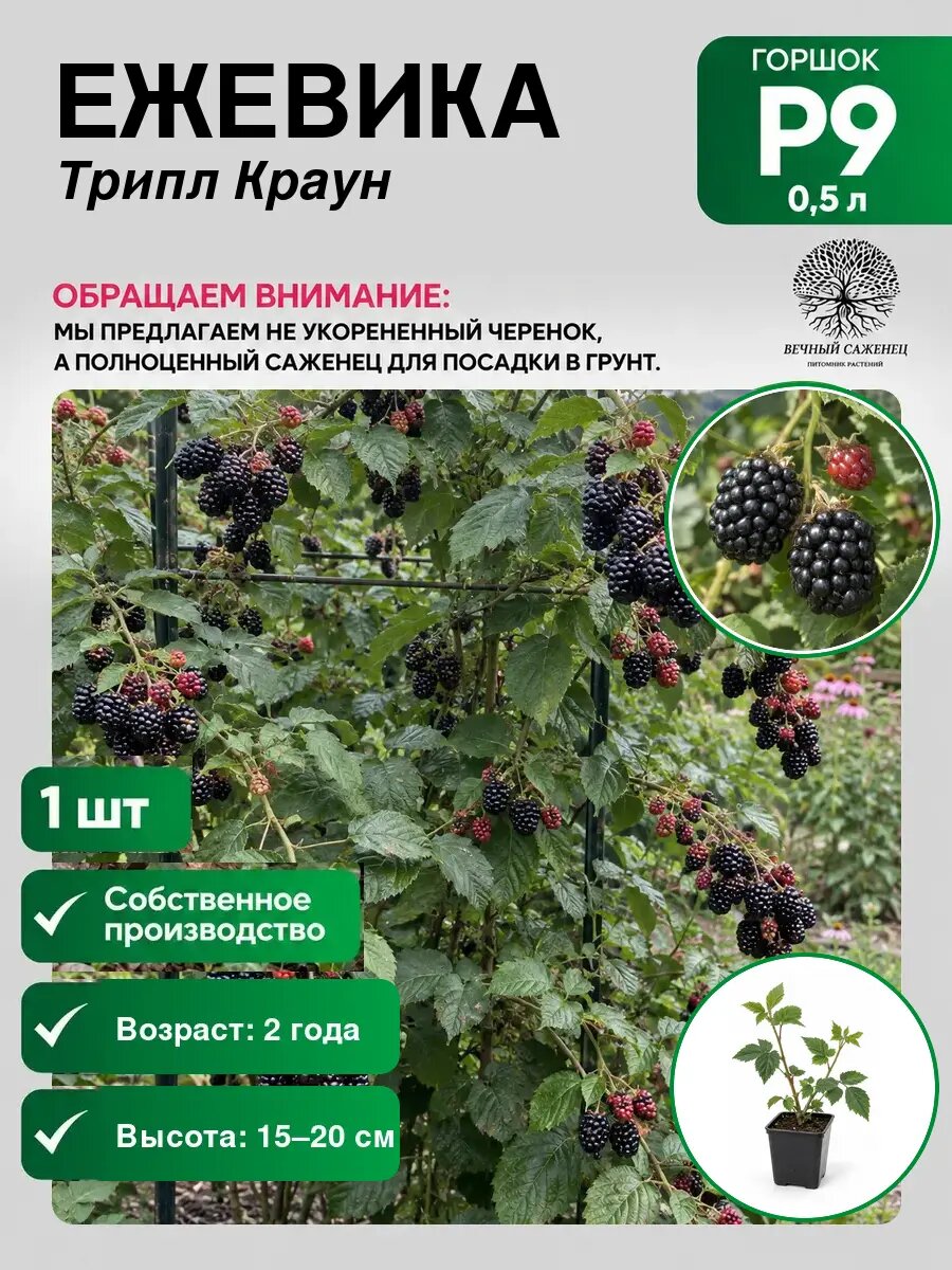 Ежевика Трипл Краун, саженец для сада и дачи, декоративное растение для посадки