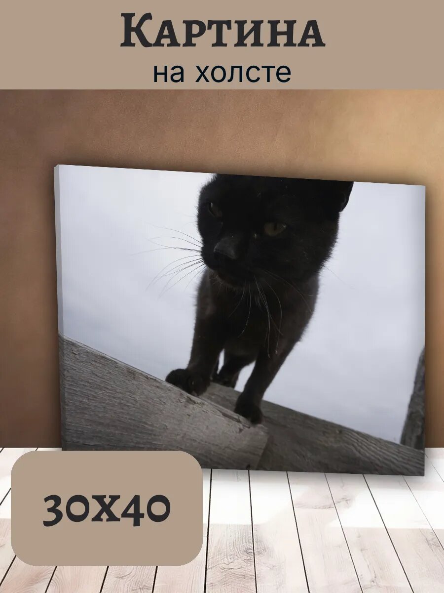Картина Кот Кошка Cat 30x40 черный кот с желтыми глазами