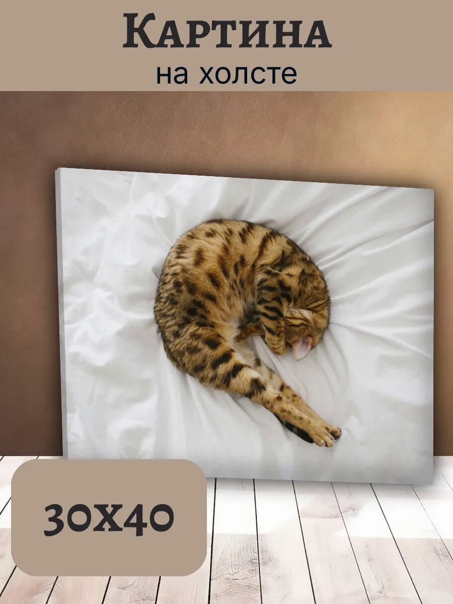 Картина Постер Кот Кошка Cat 30x40 спящая бенгальская рыжая