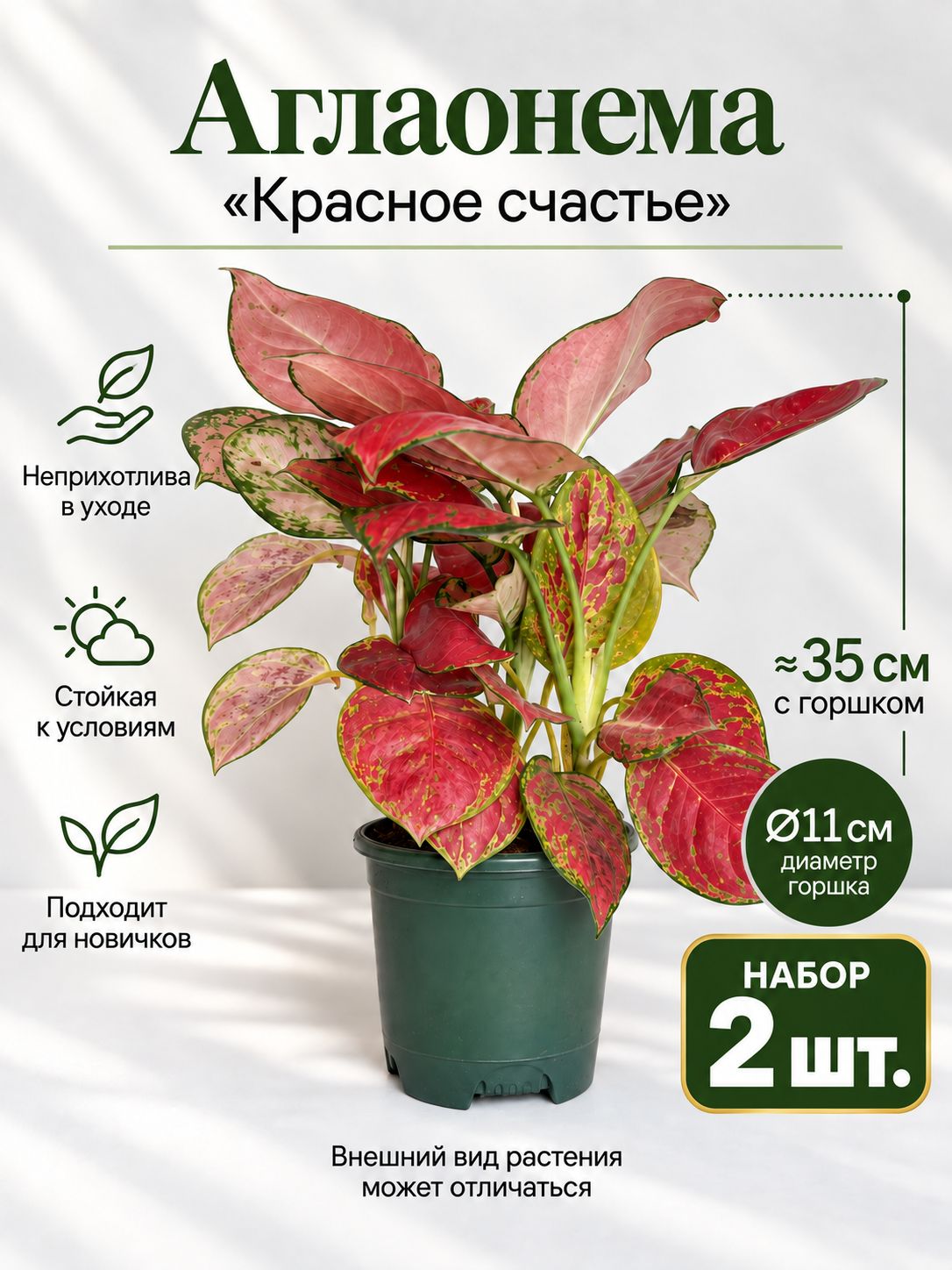 Аглаонема Red Ruyi живая в горшке, комнатное растение, набор 2 шт.