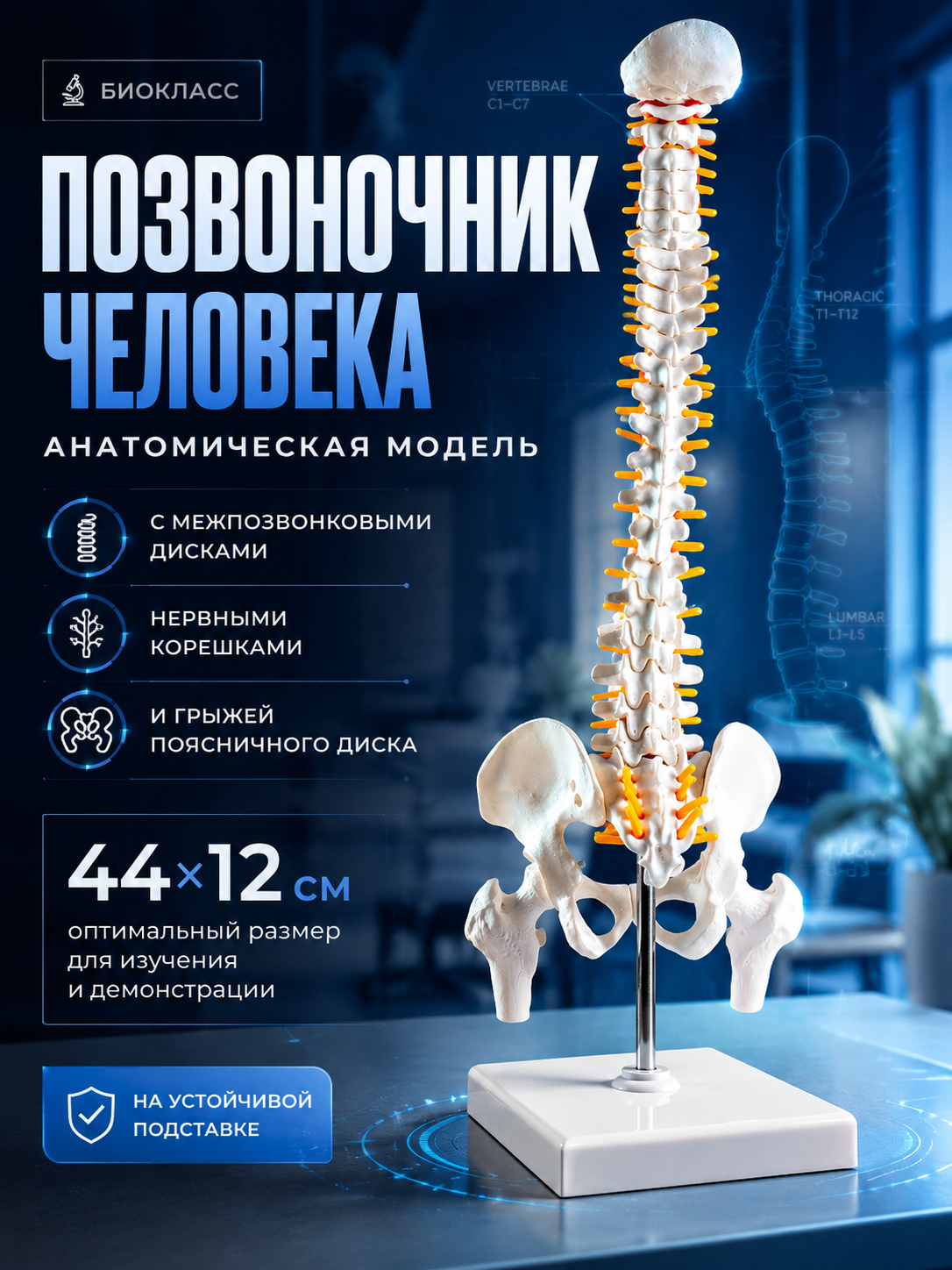 Анатомическая модель «Макет позвоночника человека», р. 44×12 см