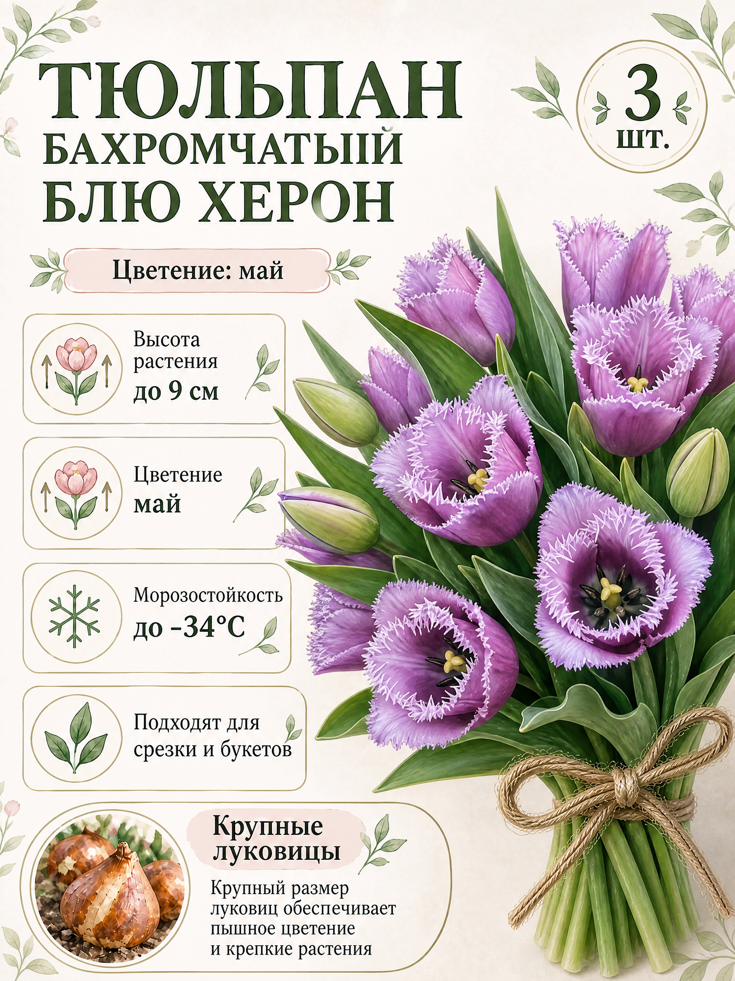 Тюльпан бахромчатый Блю Херон, луковицы 3 шт.