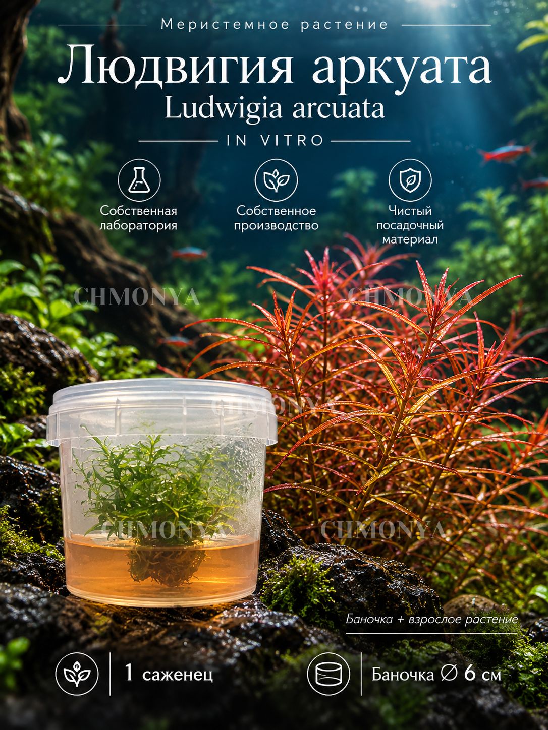 Меристемное растение Людвигия аркуата (Ludwigia arcuata) живое аквариумное растение