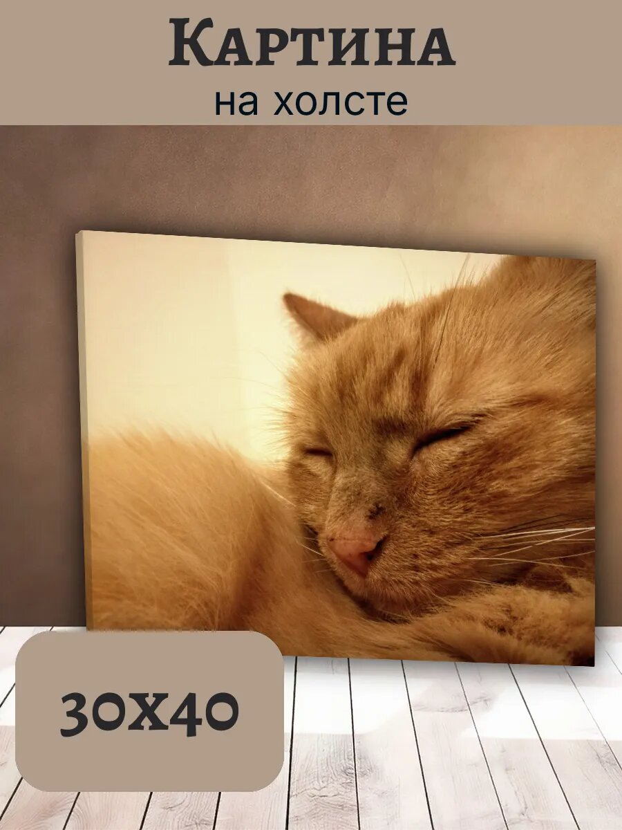 Картина Постер Кот Кошка Cat 30x40 рыжий спящий пушистый