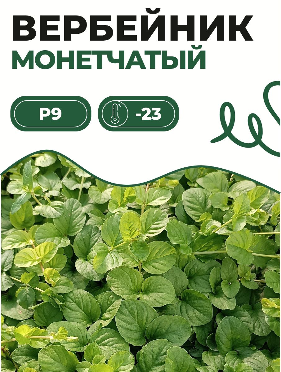 Вербейник P9 Монетчатый 1 шт. Саженец с ЗКС в горшке! Идеально для сада!