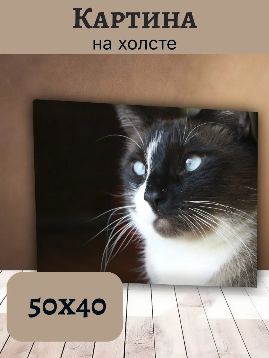 Картина Постер Кот Кошка Cat 40x50 с голубыми глазами