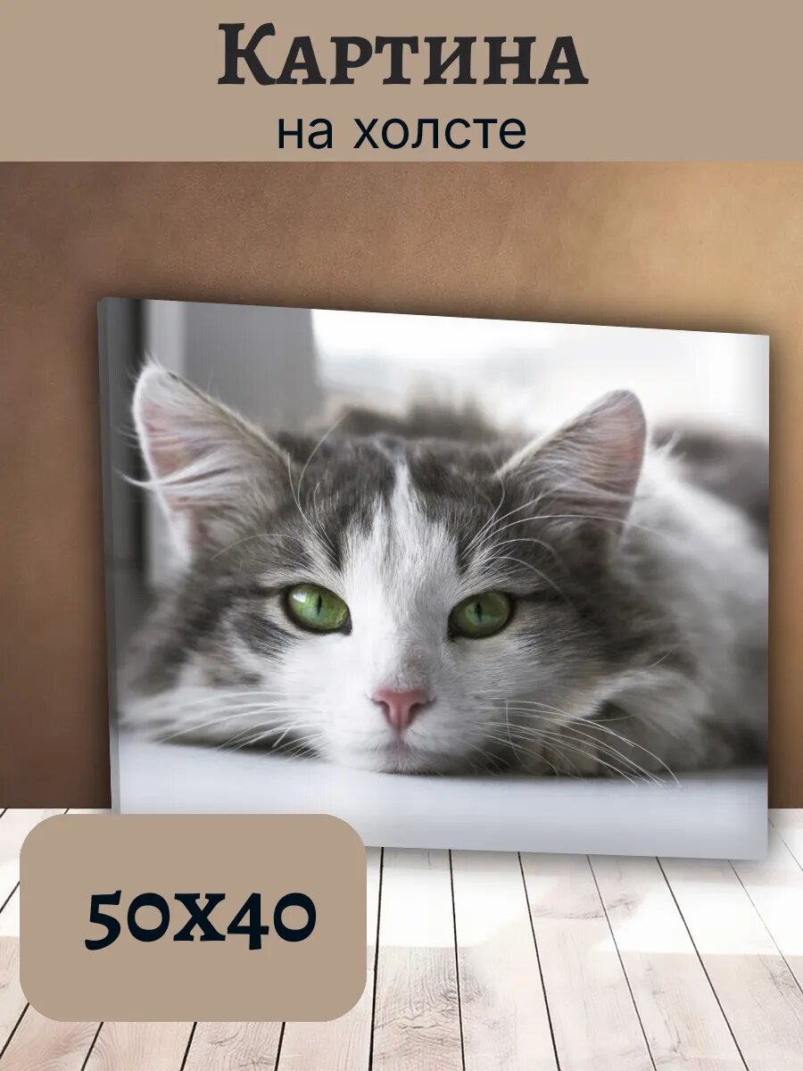 Картина Постер Кот Кошка Cat 40x50 серый с зелеными глазами