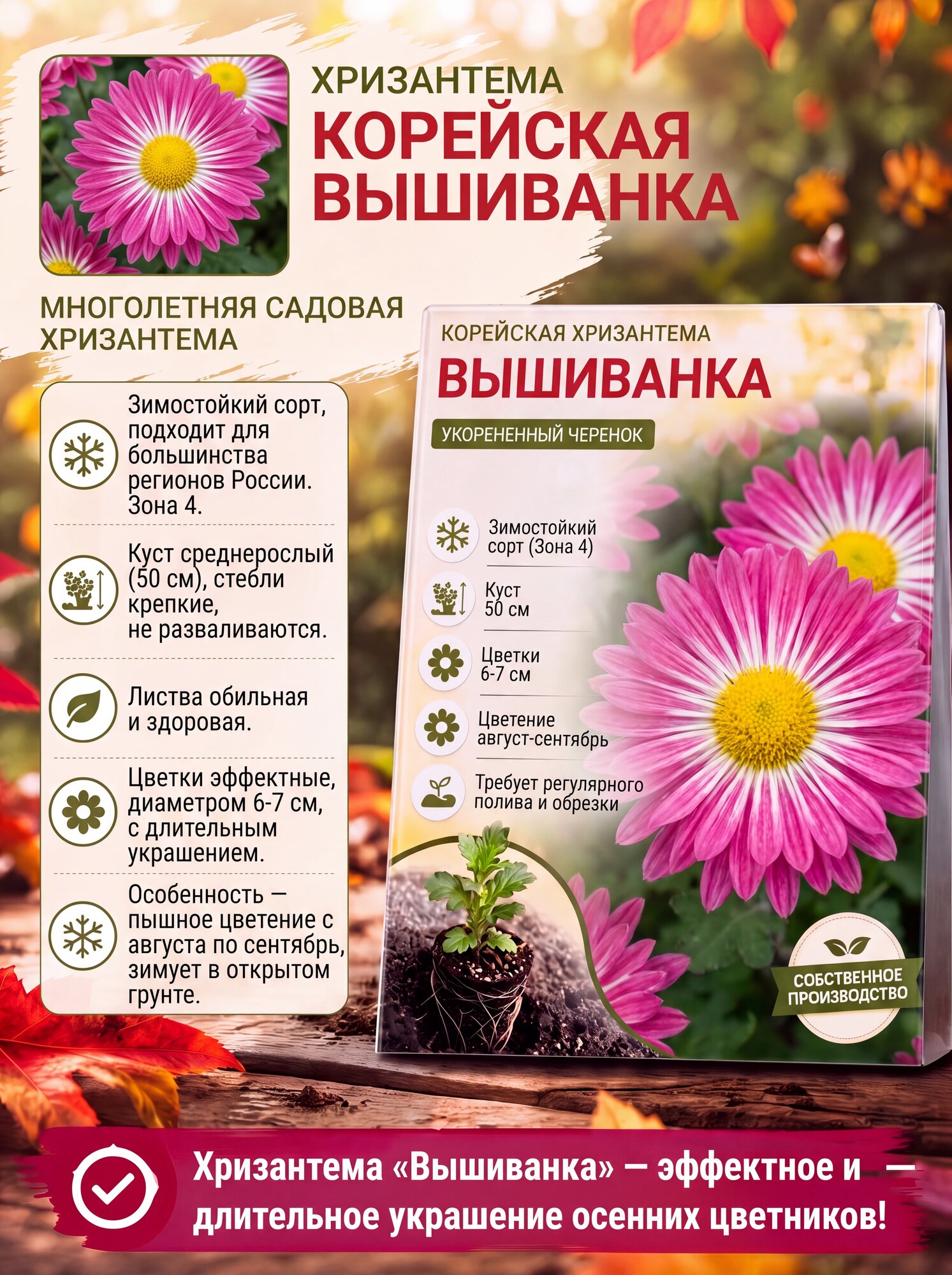Корейская хризантема Вышиванка (укорененый черенок)